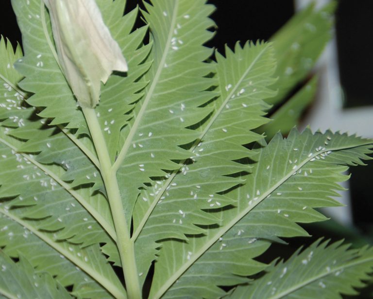 Safely manage insects on indoor plants