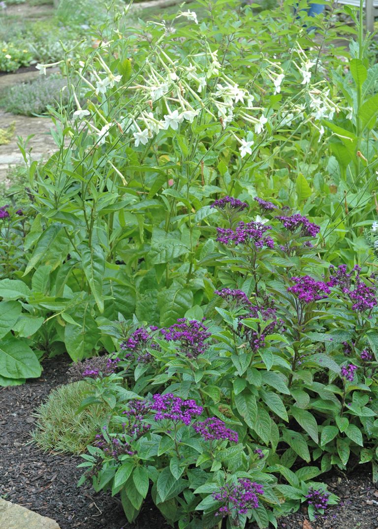 Get down and dirty to increase chance of better health