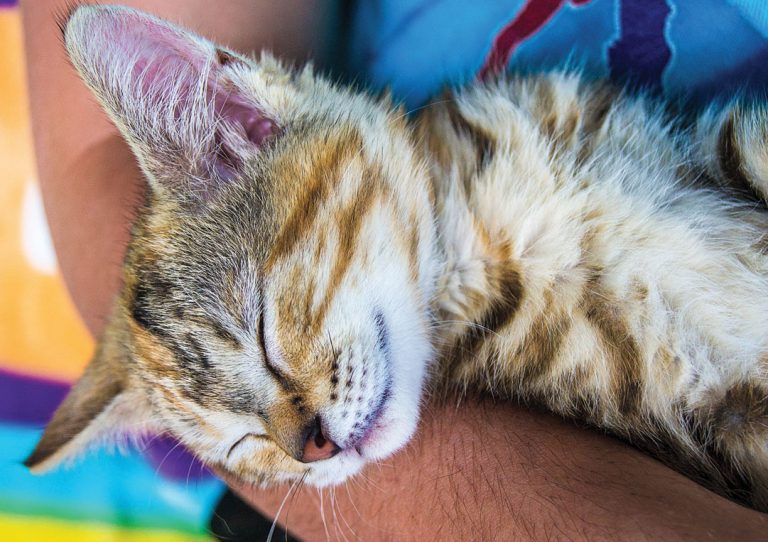 Having a fine time getting to know the happy household feline