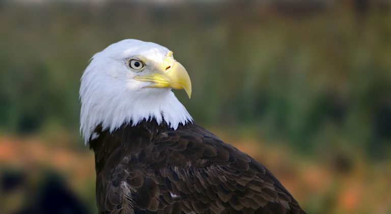 New exhibit on display at Living Coast Discovery Center