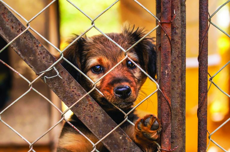 Shop owner continues  bid to sell animals