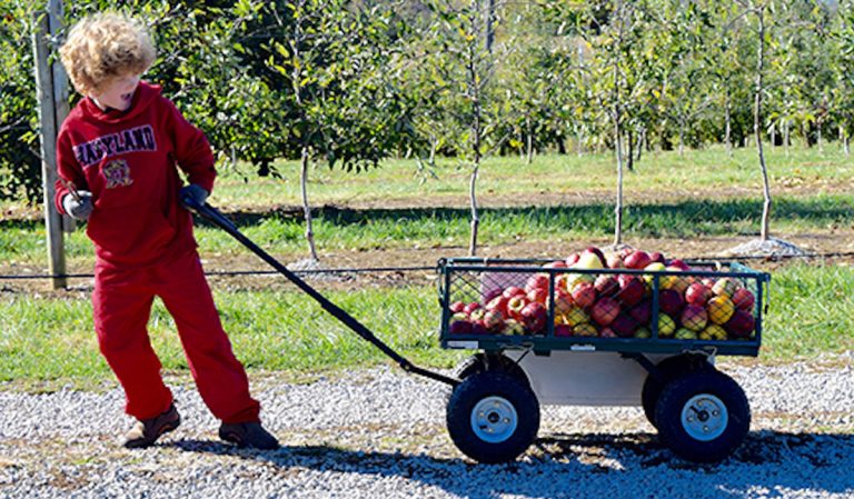 Program makes most of backyard fruits, vegetables