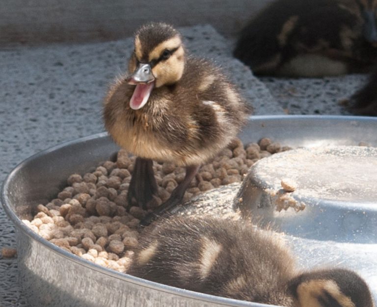 ‘Shower’ to raise funds for wild critters