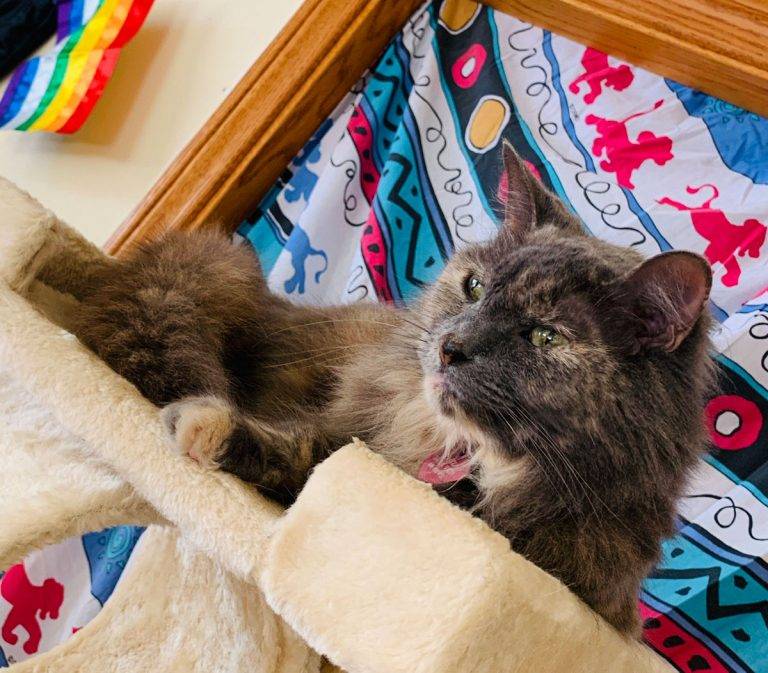 Chula Vista B & B brings relief to cats and owners Chula Vista B & B brings relief to cats and owners