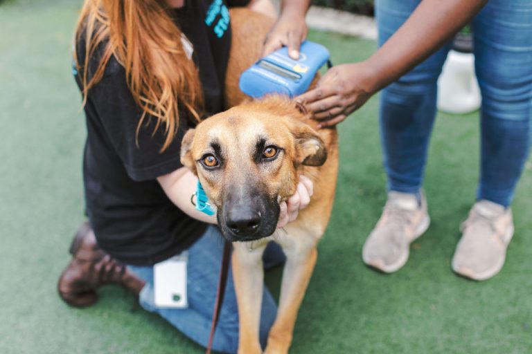 Making a difference through microchipping