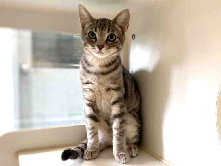 Once again area shelters are brimming with animals