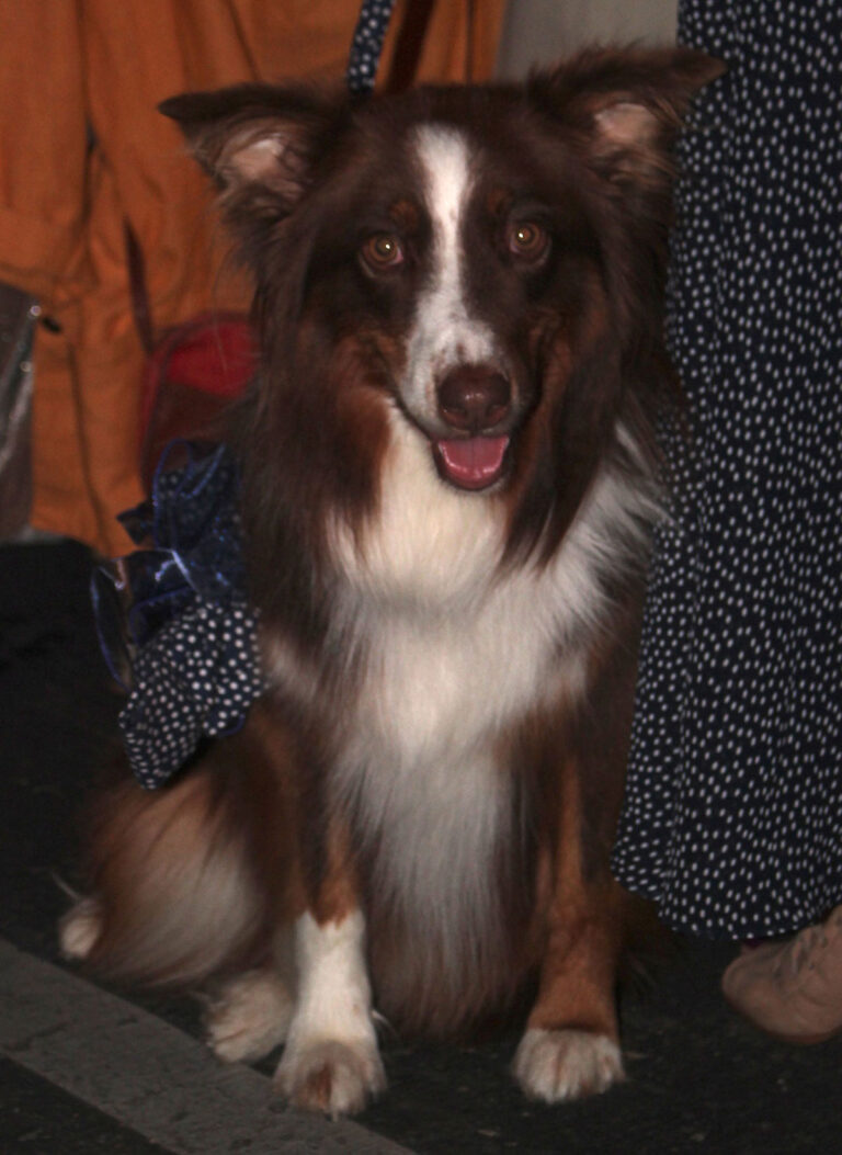Fur Ball brings money, awareness to rescues