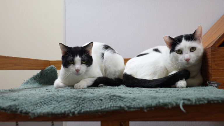 Felines will work  for food and shelter