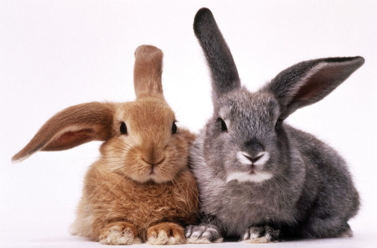 Facts about rabbits at Easter