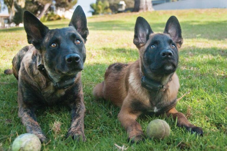 City to study fenceless  dog park