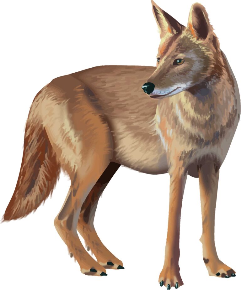 What you should do if you see a  coyote in your neighborhood