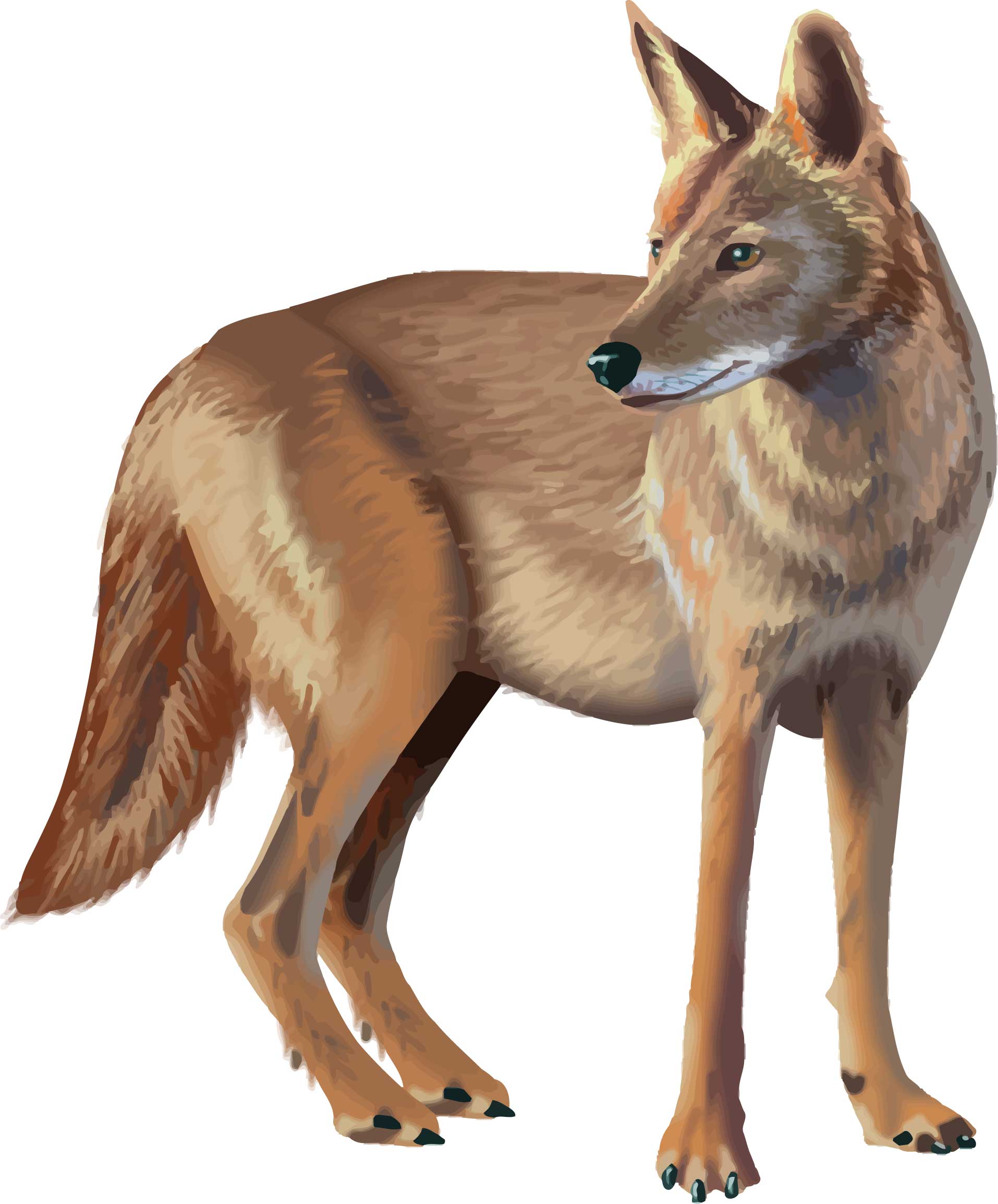 What to do if you see a coyote in your neighborhood