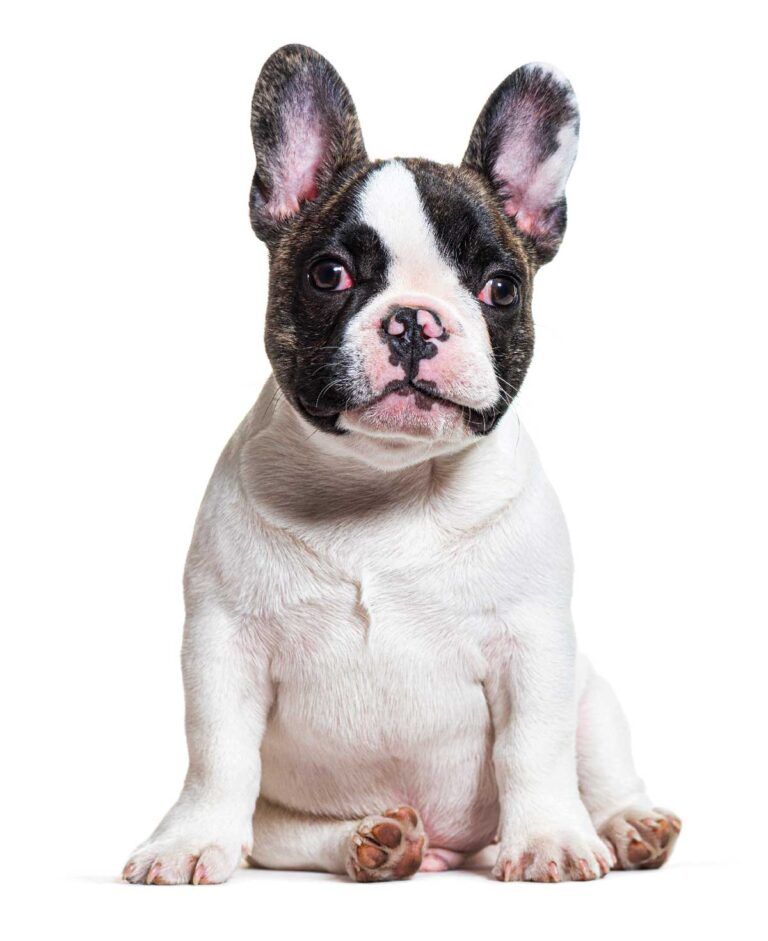 Chula Vista shelter is holding a Pawty