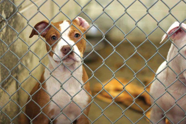 Animal shelter wants to clear out