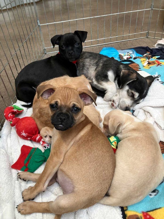 SDHS_Puppies-Available-for-Adoption_12092024