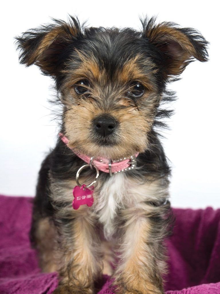 County program streamlines ability to keep track of pets