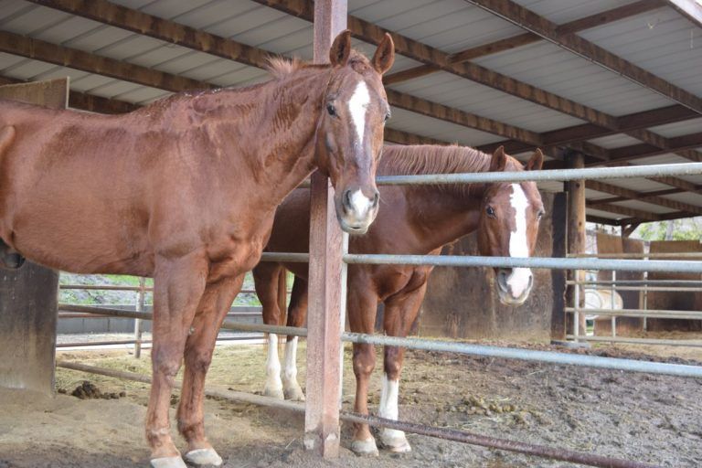 Volunteers sought for fundraisers