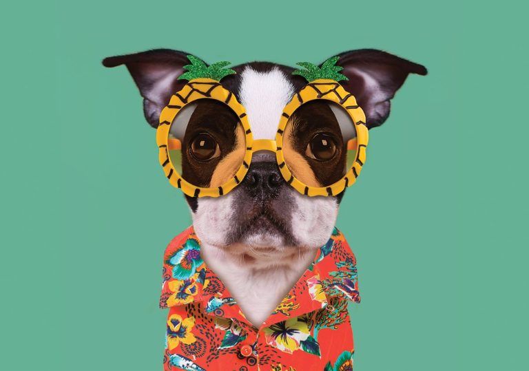 Mall goes to the dogs again