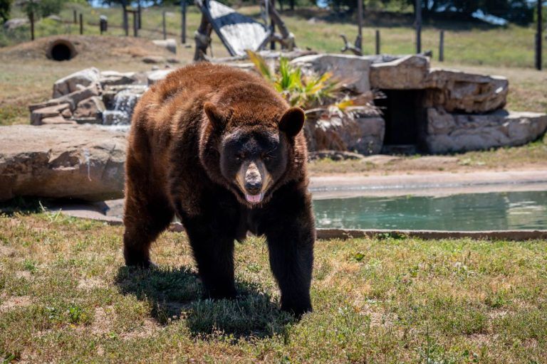 Sanctuary operator warns against exotic pets