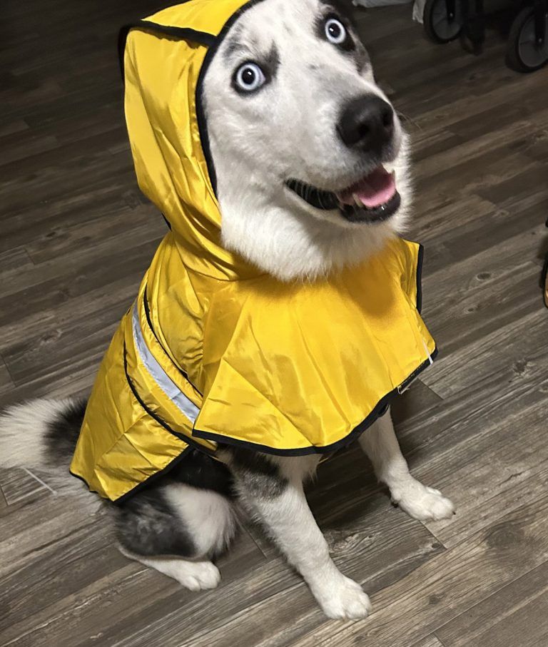 ‘Joker’ helps heal veteran