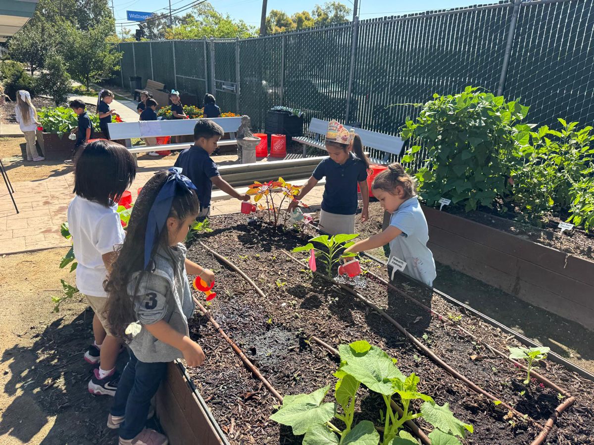 From seed to sustainability