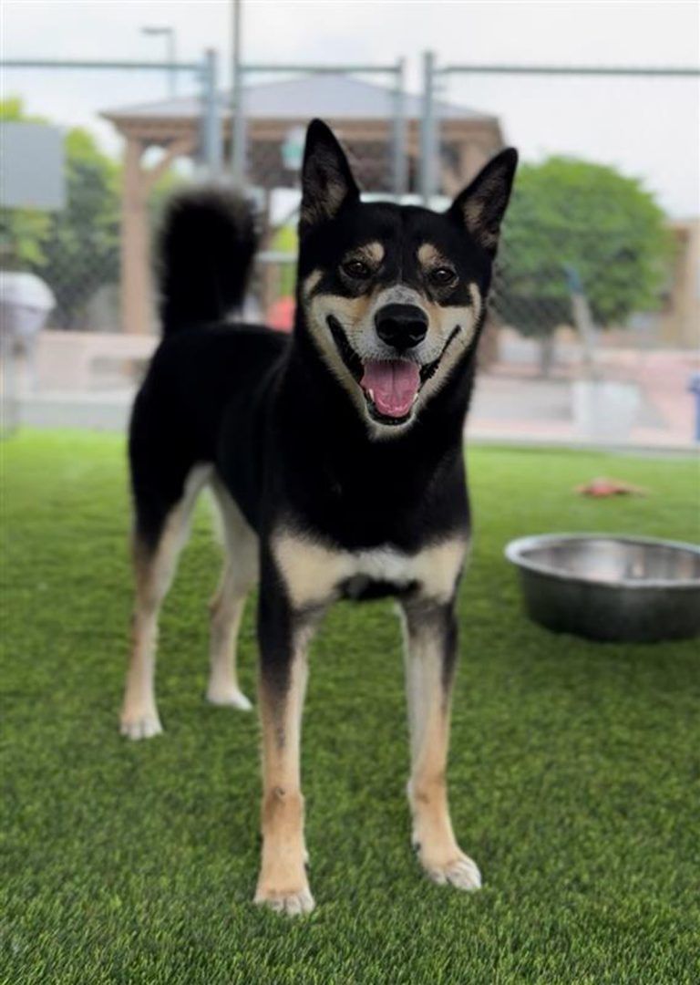 Association works to develop canine retirement plan