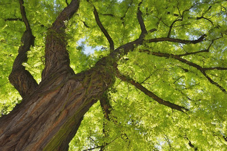 Chula Vista kicks off tree planting, counting campaign