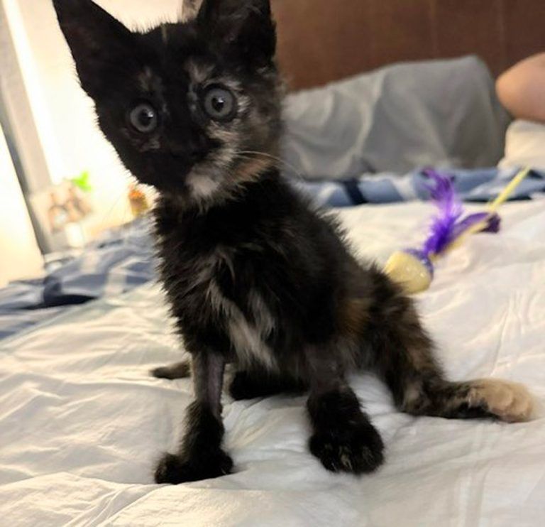 National Adopt-a-Cat month highlights need for homes during peak kitten season