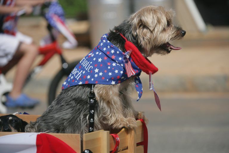 Prepare for The Fourth,fireworks, felines and Fidos